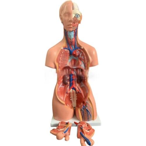 The 85CM bisexual trunk model can be divided into 40 anatomical models of human body organs