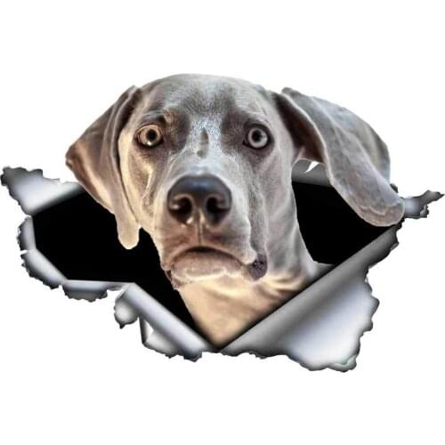 S50075# 13/15/17CM Personality PVC Decal Weimaraner V1 Waterproof Car Sticker on Motorcycle Laptop Decorative Accessories