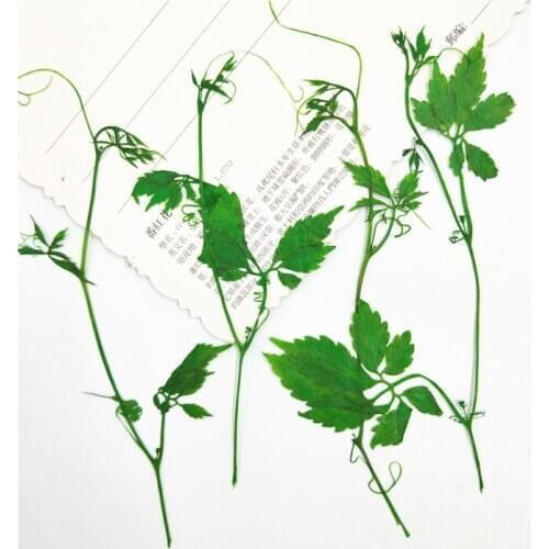 11-13cm/10pcs,Natural Pressed dying green Flowers branch,Real Plant DIY Wedding invitations Craft Bookmark gift Card Decoration