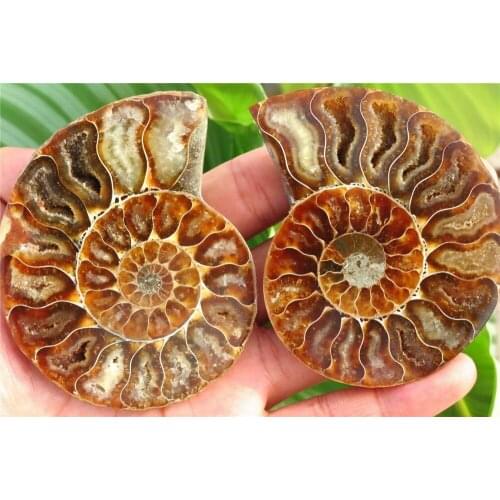 186g 2.52" Half Cut Ammonite Shell Jurrassic Fossil Madagascar