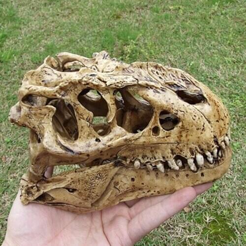 Free shipping Resin dinosaur rex skull model rex skull specimen simulation model dinosaur skeleton model
