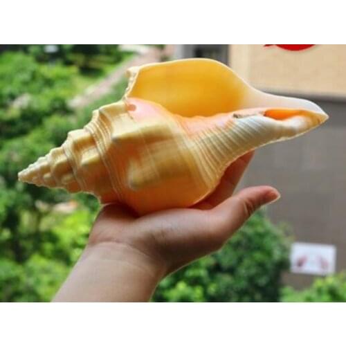 ROSE NAUTILUS NATURAL CONCH SHELL ORNAMENTS GIFTS HOME FURNISHING FOSSIL RARE COLLECTION OF FOUR FAMOUS