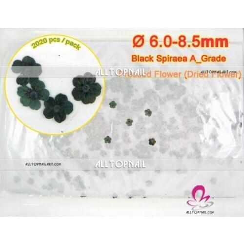 Spiraea Pressed Dried Flowers 2020pcs A_Grade Black Bridal Wreat Nail Art Dried Flowers- Free shipping