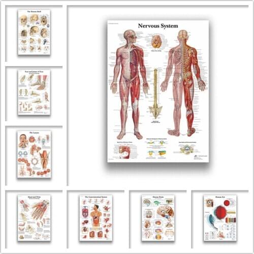 Human Anatomy Muscles System White Coated Paper Prints Clear Image Livingroom Bedroom Bar Home Art Brand