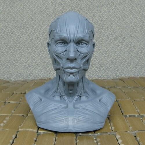 1: 3 Arts human musculoskeletal model head carved bust of still life painting art reference skull model