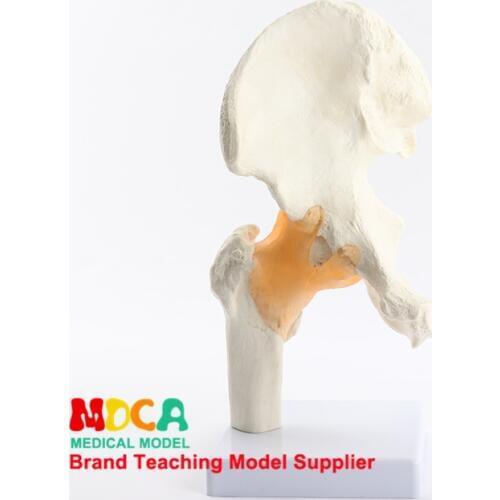 Functional hip joint teaching medical femur model medical teaching training medical teaching MGJ004