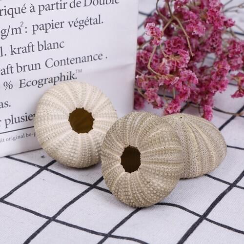 1PC 4-5cm Natural Green Sea Urchins Shell Natural Shell Conch For Potted Plant DIY Home Decoration Wedding Decoration
