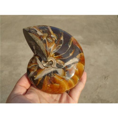 840g Natural Ammonite Nautilus Shell Jurrassic Fossil Specimen Madagascar LA1241