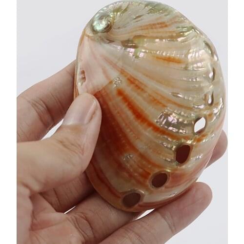 2pcs Natural Abalone Shell Marine Life Natural Shells Conch Diy Aquarium Fish Tank Landscape Crafts Decorations Sea Snails