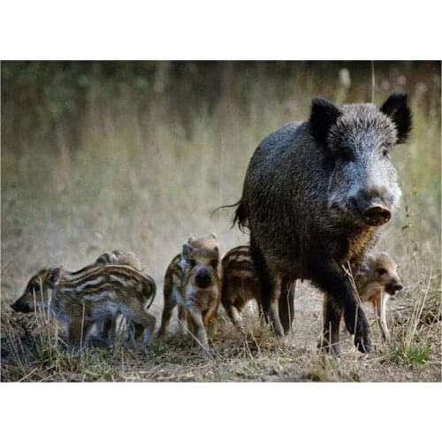 5D Diamond Painting Cross Stitch Wild boar family Square Round Rhinestones Photo custom Diamond Embroidery Mosaic Handmad FH6231