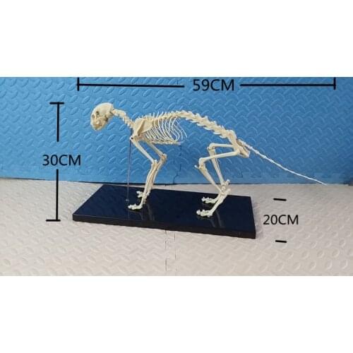 Cat skeleton model Pets Skeleton Bone teaching demonstration model cat anatomical model