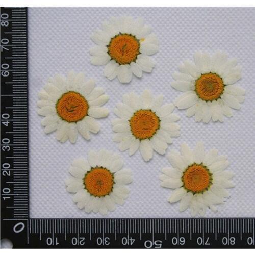 White Chrysanthemum Bulk Packing 1000pcs DIY Pressed Flowers for home dried flower free shipment