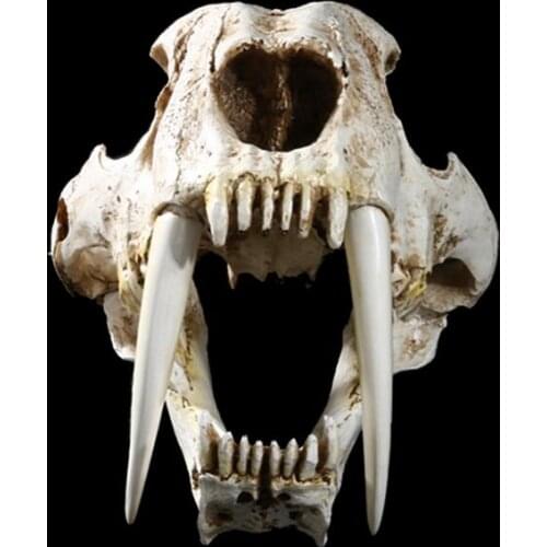 1: 1 saber tooth cat in the shape of a tiger | Animal skeleton model, ancient and american animals, skeleton model