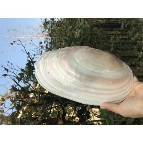 22-26 cm thick pearl dish clamshell disk storing large natural shell jewelry