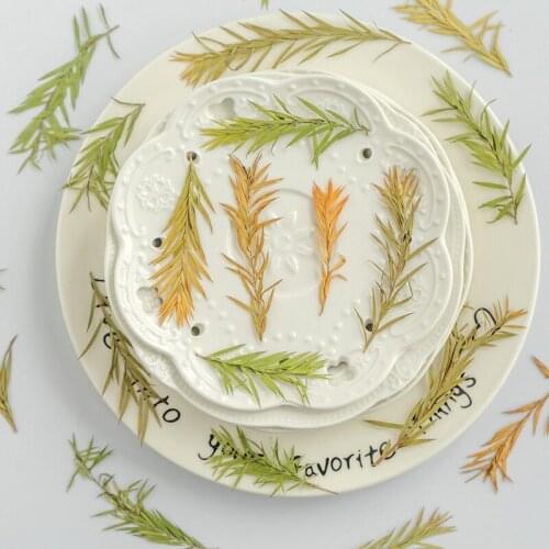 60pcs Pressed Dried Flower Melaleuca bracteata F. Muell. For Nail Art Jewelry Bookmark Phone Case Invitation Card DIY