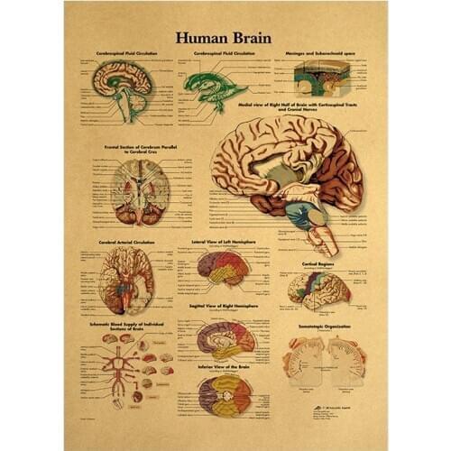 Human Body Structure Diagram Brain Kraft Paper Wall Poster Household Goods 42x30cm