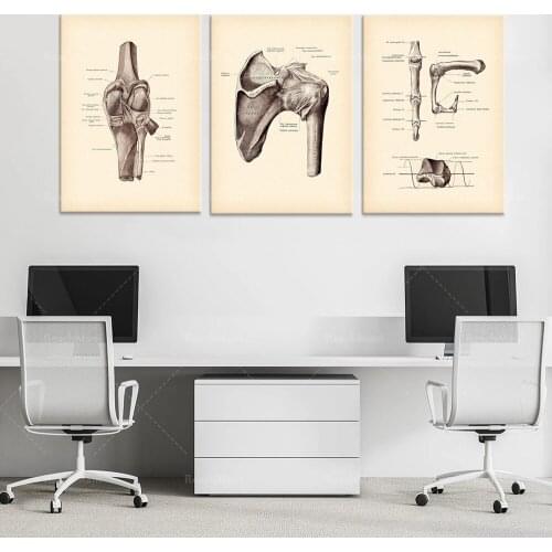 Vintage Anatomy Art, Knee Joint, Shoulder Joint, Finger Joint, Skeleton Bones, Chiropractic Clinic Decor, Physical Therapist Gif