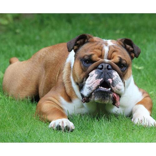 Full Square RoundDrill 5D Diy Diamond Painting dog English Bulldog Embroidery Cross Stitch Mosaic Rhinestone Wall StickerZP-2344