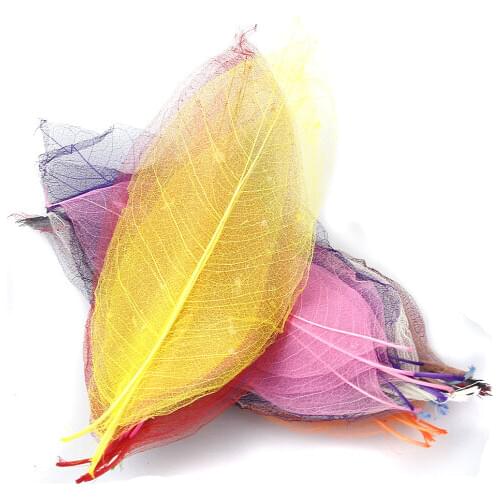 50Pcs DIY Natural Magnolia Skeleton Decorative Natural Leaf Leaves Card Scrapbook Mixed Color Home Wedding Decorations