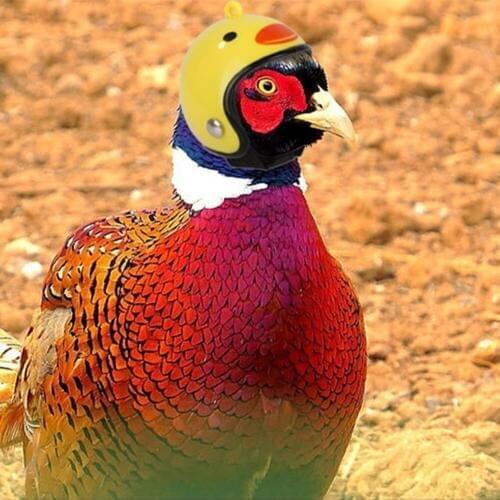 1 Pcs Chicken Helmet Small Pet Hard Hat Bird Duck Quail Hat Headgear Pet Chicken Helmet Bird Head Helmet Pet Supplies