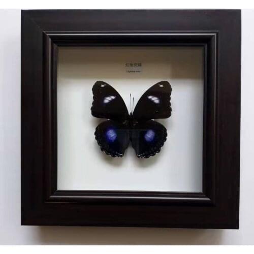 Home decoration Butterfly Specimen education teaching model child gift