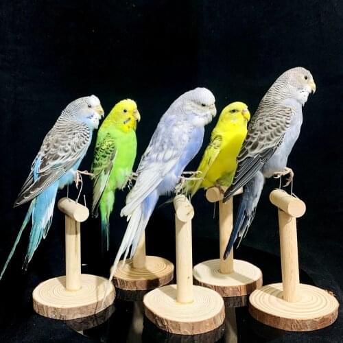 5 Color Taxidermy stuffing Eurasian Melopsittacus undulatus Budgerigar Budgie Parrot specimen Teaching Decoration (With base