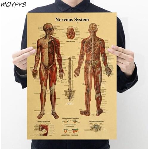 Human Anatomy Nervoussystem Kraft Paper Poster Home Room Wall Decoration Painting 50.5x35cm