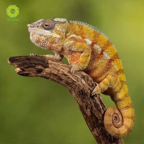 Old Street Home Diy Diamond Painting animal Full Round Diamond Embroidery Animal Needlework 3d Drill Mosaic Paste Crafts