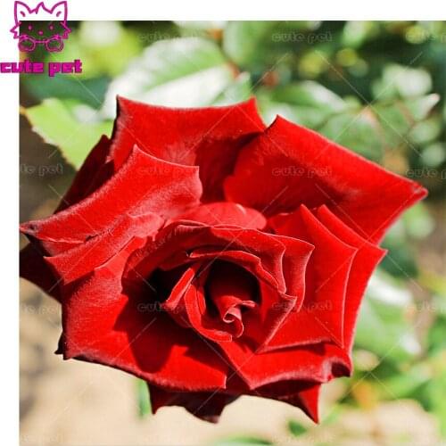 New 5D square Round diamond painting Red rose diy diamond painting embroidery Home Decor dimond mosaic gift Cross Stitch puzzle