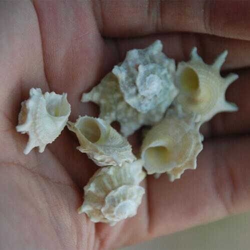 Conch snail specimen Spiny snailsea shellssea snails