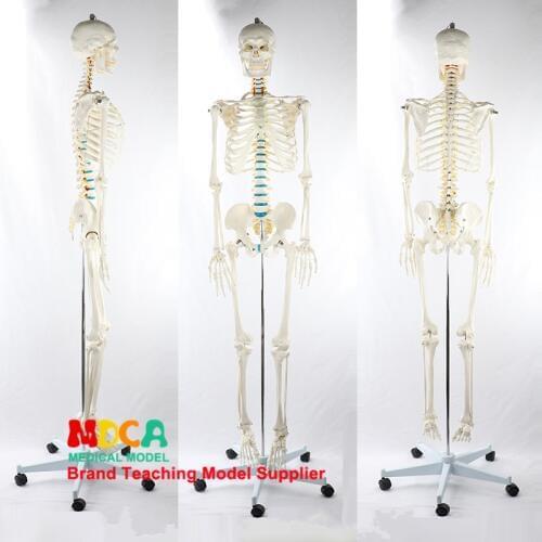 170CM human skeletal model MGG305 for medical teaching of white flexible skeleton of spinal nerve Yoga