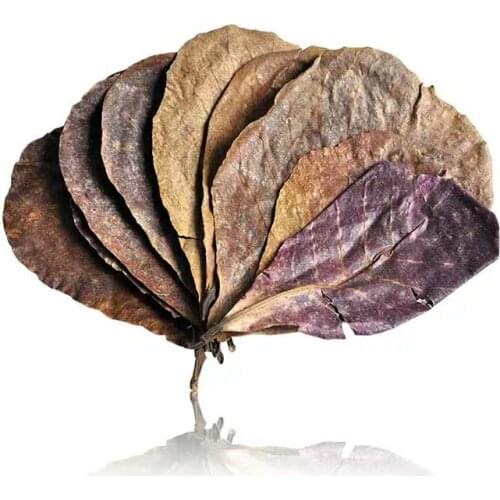 50pcs Grade A Natural Terminalia Catappa Foetida Leaves Island Almond Leaf Crystal Shrimp Improve Water Quality