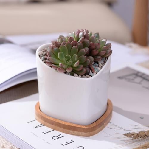 2 pcs Heart Shape White Ceramic Succulent Plant Pot Porcelain Flower Pot Desktop Home Decoration (2 Pots +2 Stands)