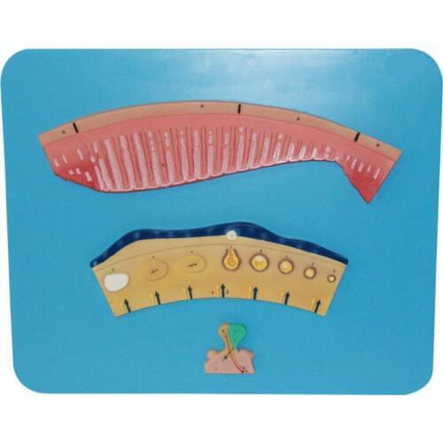 Menstrual Cycle model Gynecology Training free shipping