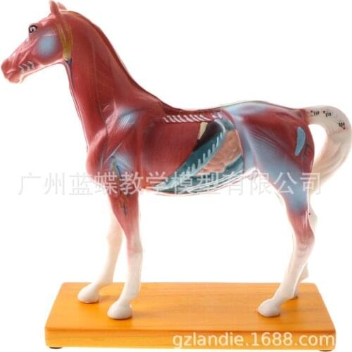 Veterinarian Horse Equine Acupuncture Model In Trauma Anatomy Skeleton Dental Anatomical Shadow Medical Training Manikins