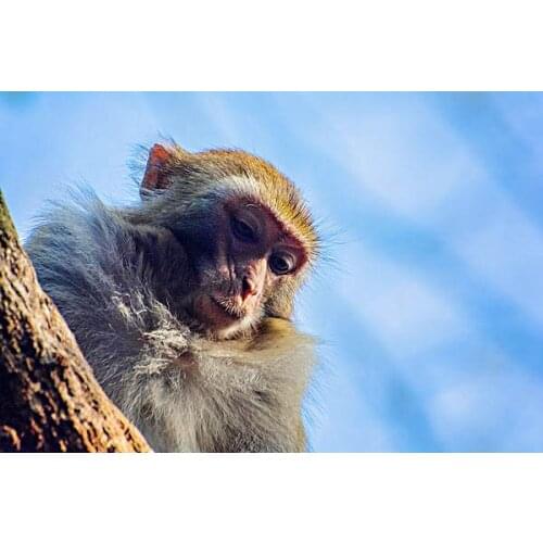 100micron Inkjet Clear Transparency Positive Plate SK-2021-5-11-006