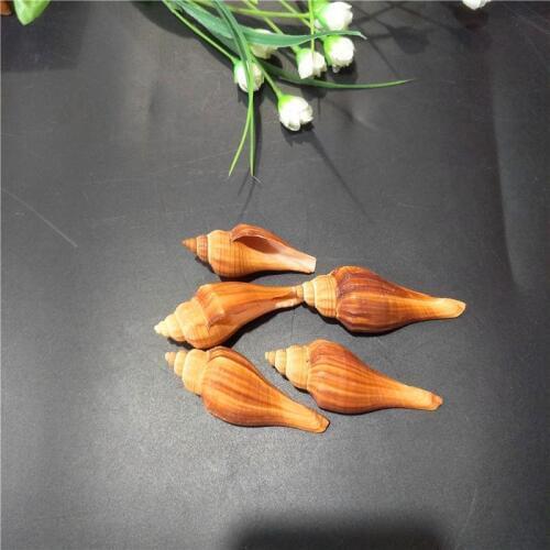 5-8 cm atural shell conch diy Natural Shell Jewelery Craft Accessories DIY