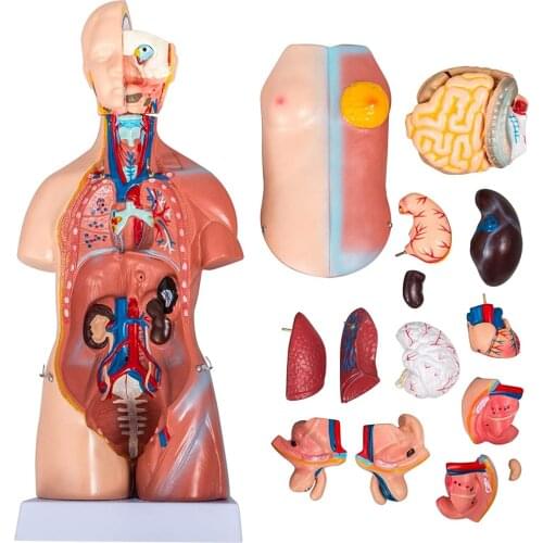 Human Torso Body Model 17 Inch Human Trunk 23 Parts Unisex Trunk Model Anatomy Anatomical Internal Organs For Teaching