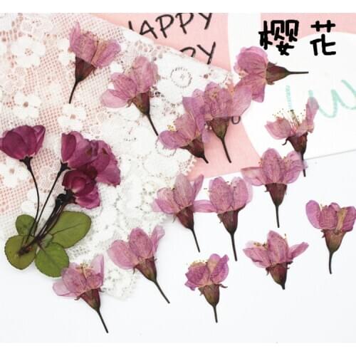 Side Pressed Cherry Blossom Natural Color Natural Dried Pressed Flower Specimen DIY Handmade Dried Flower