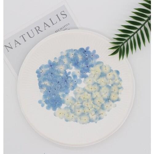 Sky Blue Hydrangea Primary Color Dry Flower Embossed Plant Bookmark Flower Picture Flores Orchid Dried Flowers Garten