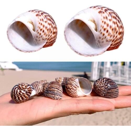 1pc Natural Conch Shells Bird Egg Snail Seashell Nautical Craft Specimen Fish Landscape Aquarium Decor Decor Diy Wall Z7u8