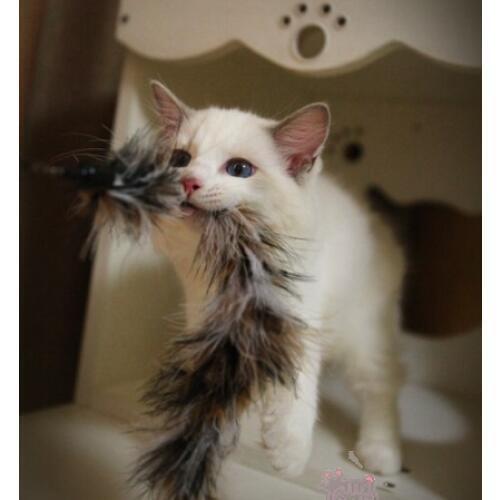 [MPK Store] Cat Toy, Cat Teaser Stick Assessory , Feather Replacement