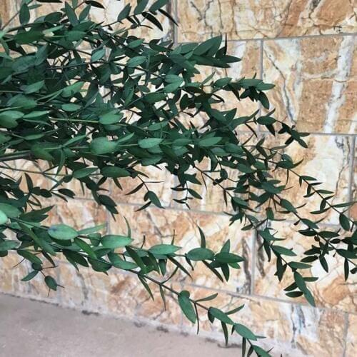 80g/Bundle Real Dried Natural Fresh Forever Preserved Fine Leaf Eucalyptus Branch,Decorative Eternal Leaves Eucalyptus Garland