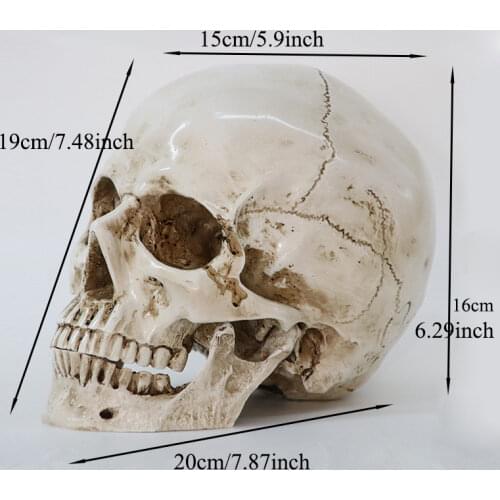 Medical Model Human Head Model Resin Replica In Natural Size 1: 1 Halloween Decoration High Quality Home Decorative Crafts Skull