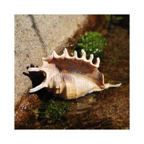 Purple mouth spider snail natural shell conch crafts spider snail wholesale scorpion snail photography props home decoration