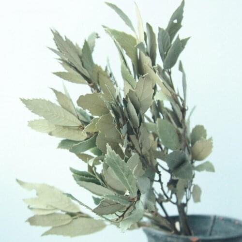 3-5pcs/50pcs Dried Leaves In Vase Artificial Leaf Natural Plants Handicraft MaterialsTable Centerpieces Balcony Home Decoration