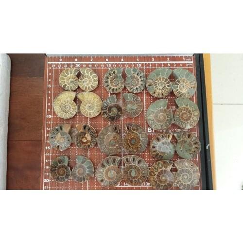 558g 12pairs of Half Cut Ammonite Shell Jurrassic Fossil