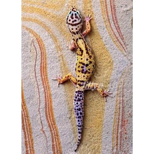 Full Round Square 5D DIY Diamond Painting "Gecko animal" Crystal 3D Diamond Embroidery Cross Stitch Kit Mosaic Rhinestones CV488