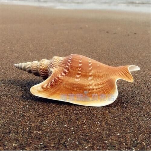 Natural Conch Shell 10-11 Cm Boutique Rare Golden Torch Phoenix Snail Fish Tank Decoration Collection Micro-landscape Ornaments