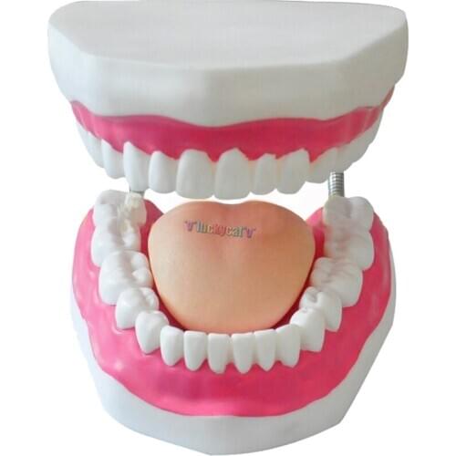 1 PC Dental Child Early Learning brushing model six times brushing teeth child care oral teaching model teeth model preschool